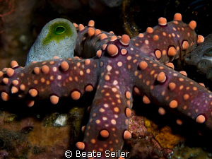 Seastar , taken with Canon G10 and UCL 165 by Beate Seiler 
